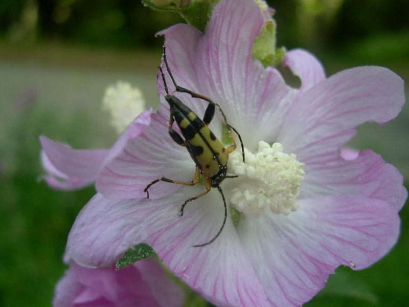 Cerambicidi altoatesini